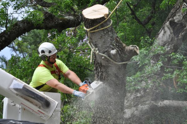 Venice Tree Trimming