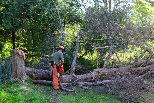 Venice Tree Removal