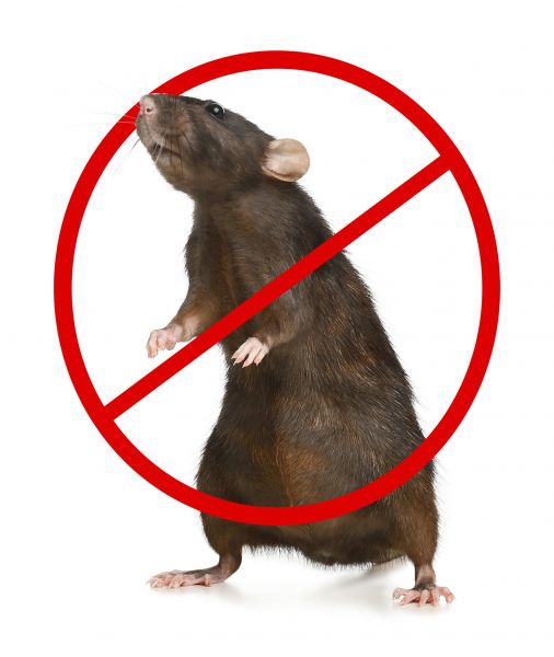 Venice Pest Control Service
